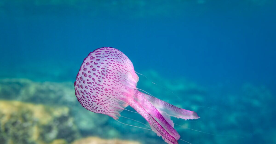 Μωβ μέδουσες: Δείτε live χάρτη με τις περιοχές όπου βρίσκονται – Όλα όσα πρέπει να γνωρίζετε αν σας τσιμπήσουν