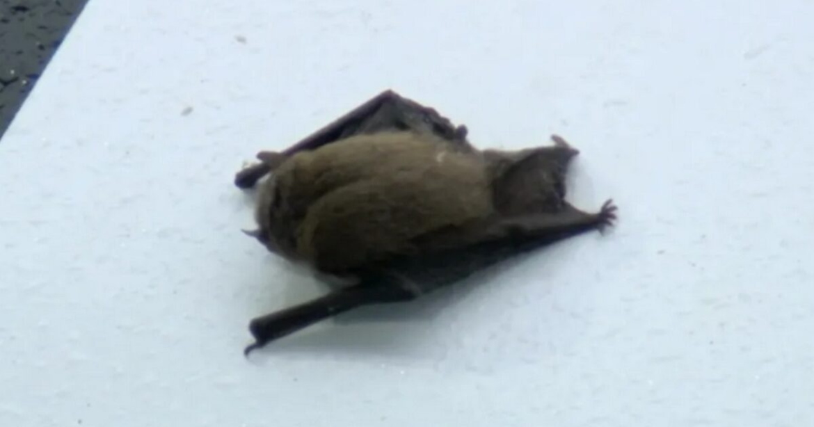 Χέρενφεν – Ολυμπιακός: Νυχτερίδα «έκλεψε» την παράσταση στο φιλικό