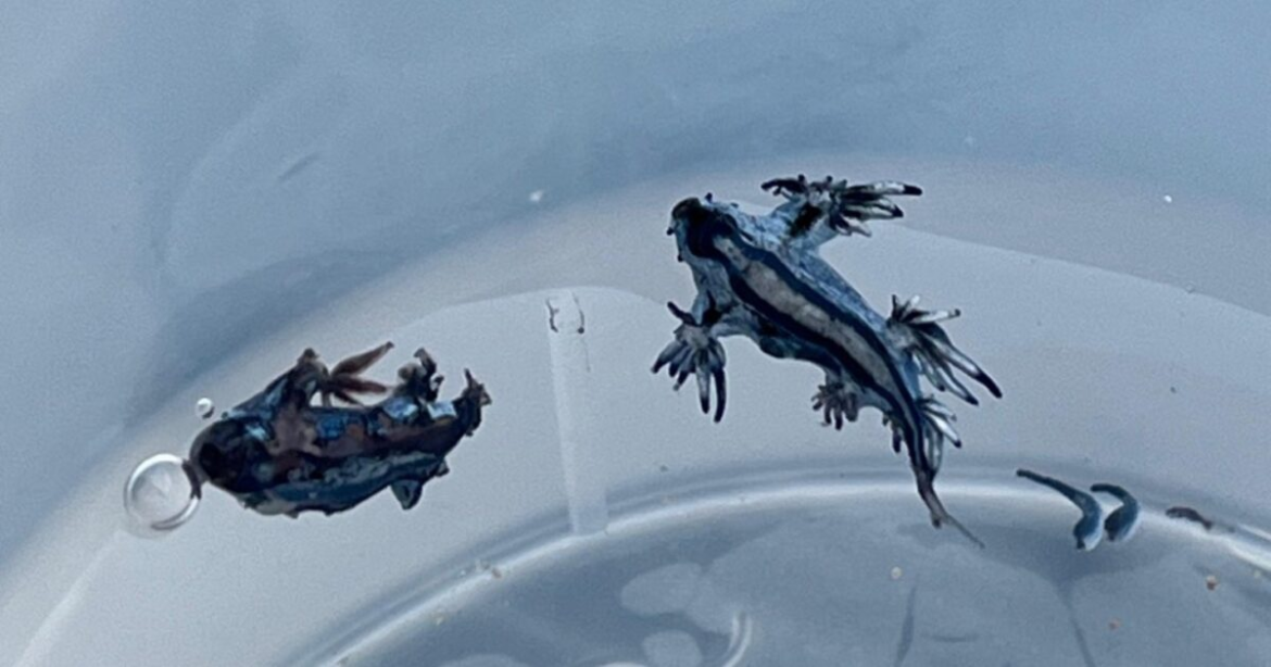 Τι είναι οι «Μπλε Δράκοι» που τρομάζουν τους κολυμβητές – Το εντυπωσιακό αλλά επικίνδυνο θαλάσσιο πλάσμα