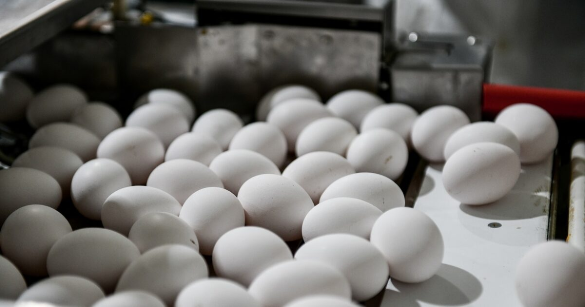 Οι επιστήμονες καθησυχάζουν για τα ελληνικά αυγά: «Τα αιώνια χημικά βρίσκονται σε όλες τις τροφές»
