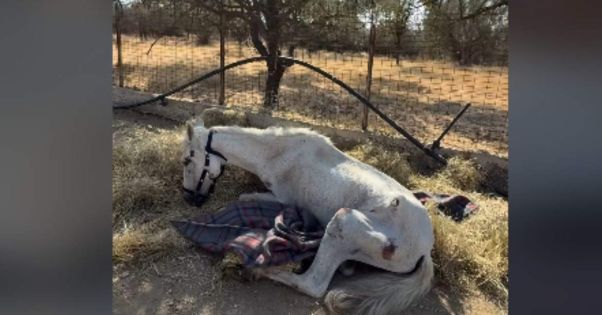 Η σπαρακτική ιστορία του αλόγου «Μαριάνθη» που έμεινε αβοήθητο στην Αιδηψό για εβδομάδες
