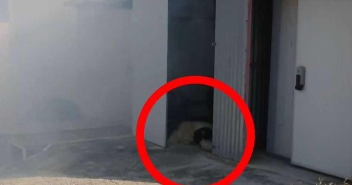 Φωτιά στην Κερατέα: Σκυλάκι εγκλωβισμένο στις φλόγες – Συγκλονιστική προσπάθεια διάσωσης