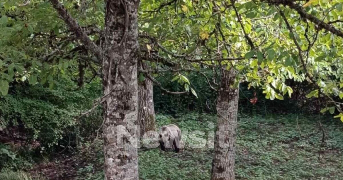 «Η αρκούδα τον αγκάλιασε και τον έριξε από έναν τοίχο 3 μέτρων» λέει η πρόεδρος της Δόλιανης Ζαγορίου για την επίθεση στον 81χρονο