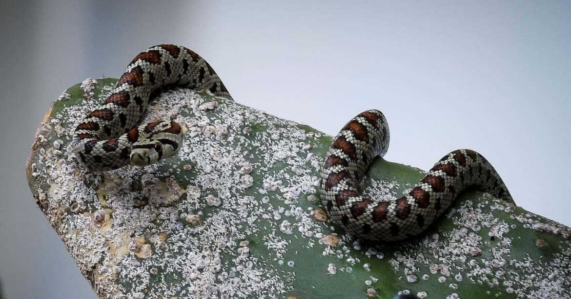 Οχιά δάγκωσε ποδοσφαιριστή στη Λαμία την ώρα της προπόνησης