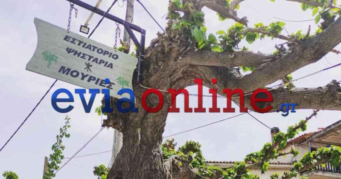 Εύβοια: Ένας 67χρονος ιδιοκτήτης ταβέρνας έπεσε από σκάλα και σκοτώθηκε – Προσπαθούσε να κλαδέψει μουριές