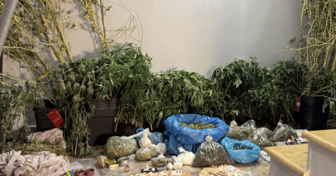 Σπείρα στην Τροιζηνία καλλιεργούσε και διακινούσε κάνναβη – Φωτογραφίες από τα πλήρως εξοπλισμένα εργαστήρια