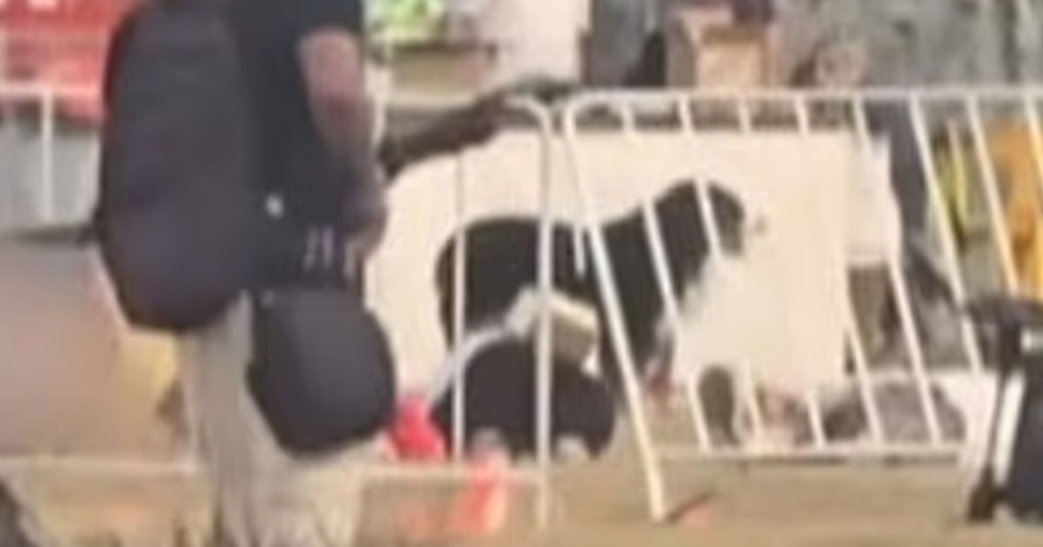 Σίδνεϊ: Ο πιστός σκύλος που έμεινε δίπλα στον νεκρό ιδιοκτήτη του την ώρα των πυροβολισμών στην παραλία Μποντάι – Συγκλονιστικό βίντεο