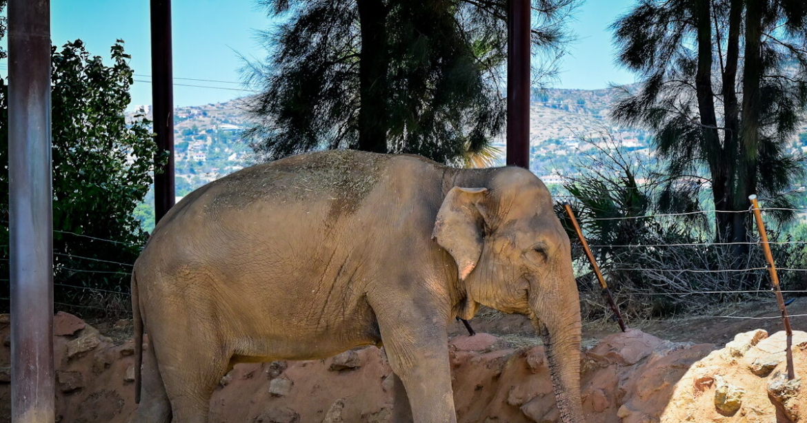 Ινδία: Τεράστιος ελέφαντας σκότωσε 20 ανθρώπους από την αρχή της χρονιάς – Προσπαθούν να τον εντοπίσουν οι αρχές
