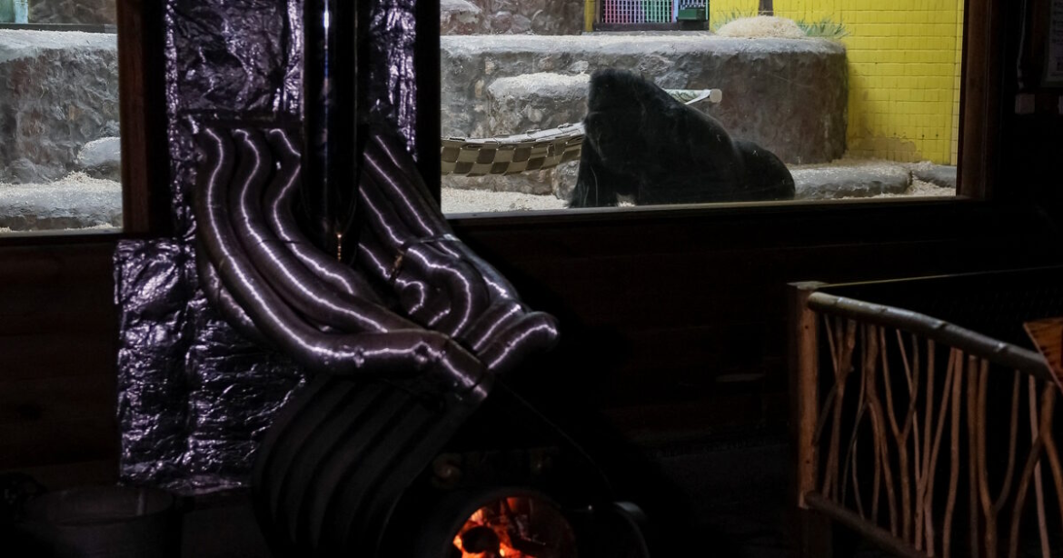 Κίεβο: Ο ζωολογικός κήπος «παλεύει» να κρατήσει τα ζώα ζεστά σε μια περίοδο που η πόλη «τρέμει» από το κρύο