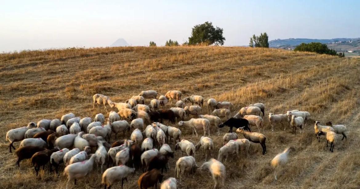 Ευλογιά των προβάτων: Σύσκεψη υπό τον Κυριάκο Μητσοτάκη την Τρίτη στο Μαξίμου