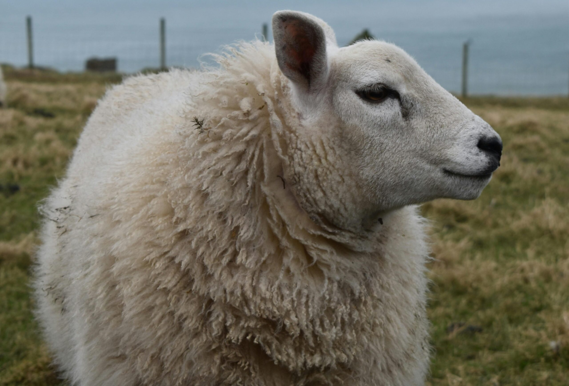Προϊστορική Πανώλη: Ένα Πρόβατο 4.000 Ετών Αποκαλύπτει Πώς Εξαπλώθηκε η Αρχαία Πανώλη στην Ευρασία [Βίντεο]