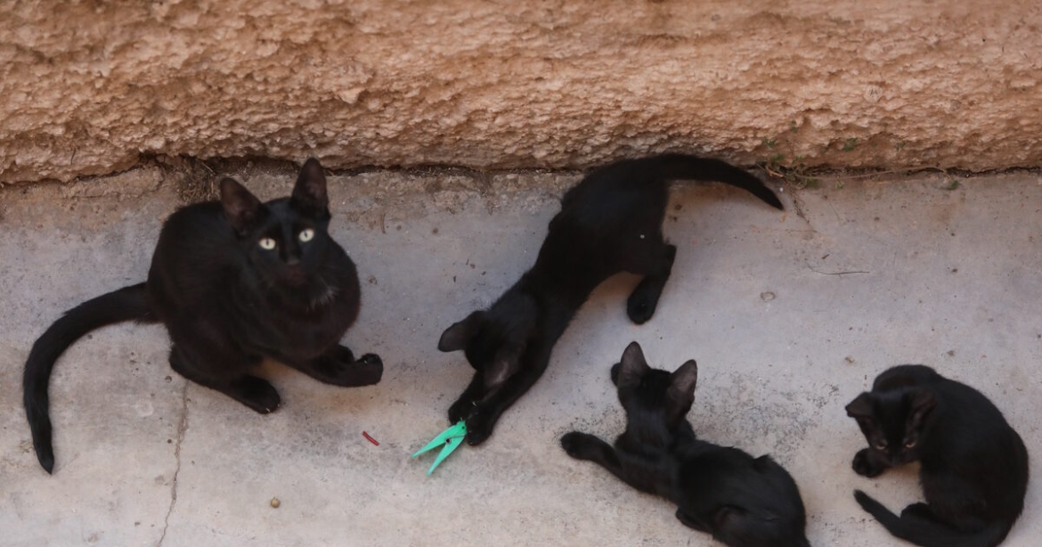 Αδιανόητη κτηνωδία στην Εύβοια: Σκότωσαν 20 γάτες και άλλες 10 έχουν εξαφανιστεί