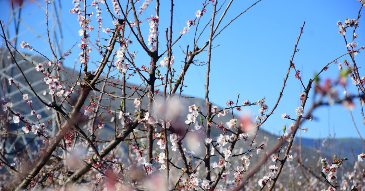 Εαρινή ισημερία 2026: Σήμερα μπαίνει και επίσημα η άνοιξη στο βόρειο ημισφαίριο