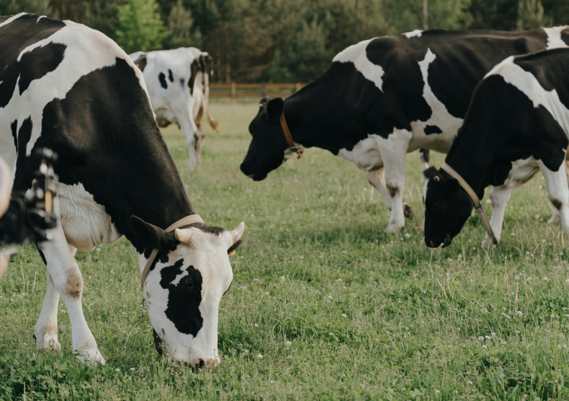 Αφθώδης πυρετός στη Λέσβο: Κρούσματα, αυστηρό lockdown και έντονες αντιδράσεις από κτηνοτρόφους – Τι γίνεται με τις σφαγές και την οικονομία του νησιού